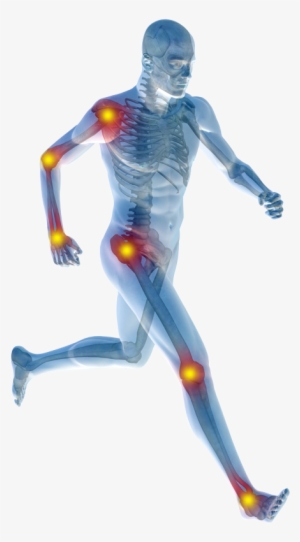 Human-body - Herbalife Xtra Cal Benefits #678323