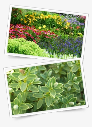Buy Perennials And Shrubs Direct From The Nursery Near #678411