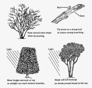 Easy And Safe Pruning - Tree #678428