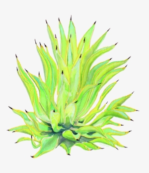 Bleed Area May Not Be Visible - Agave #678500