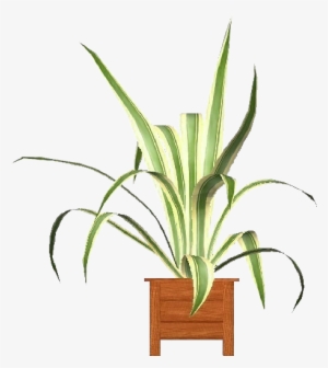 Agave Americana Marginata - Houseplant #678501