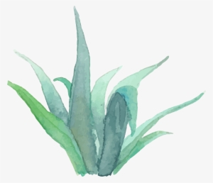View Portrait Images - Watercolor Succulent Transparent Png #678632