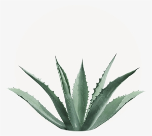 Agave Americana - Agave Cactus #678675