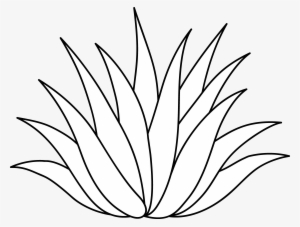 Image Freeuse Download Agave Vector Plant - Agave Vector #678730