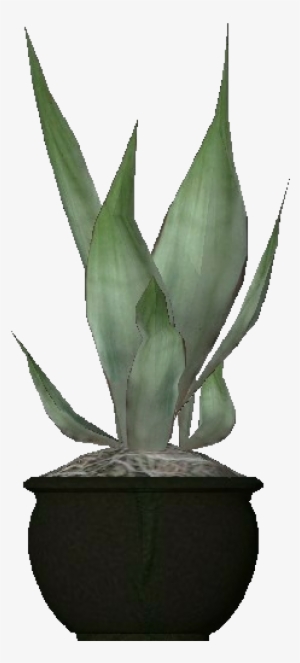 3d Flowers - Agave Attenuata - Foxtail Agave #678753