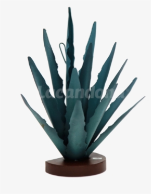 Decorative Agave - Sansevieria Cylindrica #678800