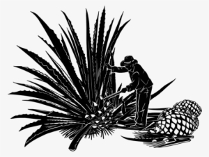 El Proceso - Agave Mezcal #678827