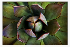 Agave Del Desierto - Desert #678850