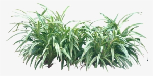 Tropical Plant Pictures - Bushes Png #678856