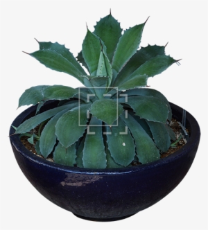 Parent Category - Agave Azul #678925