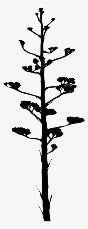 Jpg Black And White Bark Bloom Branch Free Photo From #679007