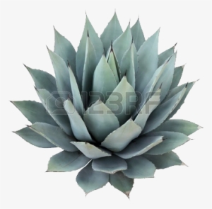 Cycad - Succulent Plant Wall Sticker #679230