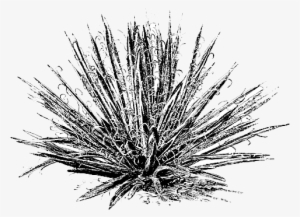 “in - Agave #679497 “in - Agave #679497