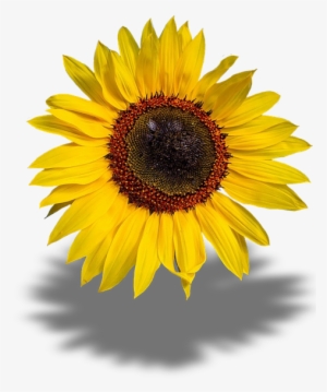 Sun Flower, Transparent Background, Png - Sonnenblume Png #679958