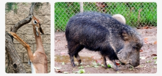 Other Than The Gorillas, This Furry Little Pig Stole #6700702