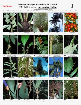 Sucumbíos Serranías Cofán Palms #6701952