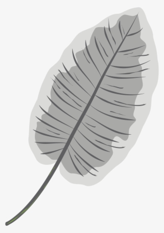 White Kratom #6702288