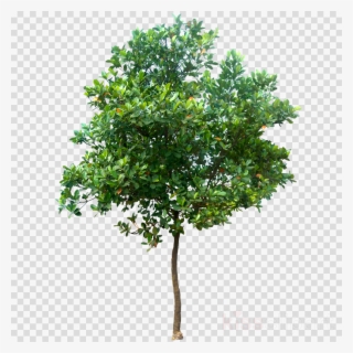 Oak Tree Png #6702291 Oak Tree Png #6702291