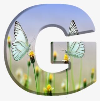 Alfabeto Decorativo Borboletas Png #6706897