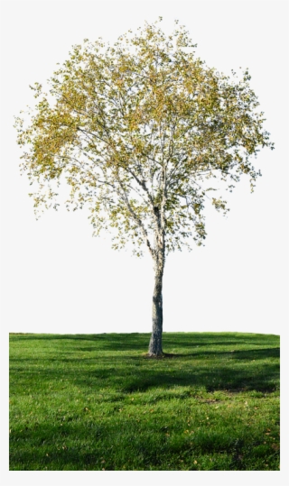 Tree With No Background, Grass, Landscape, Green #6708807