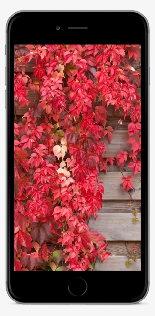 Ios 10 Home #6709487