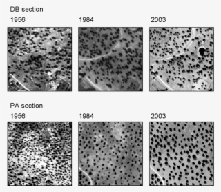 Comparison Of Stand Development 1956 , 1984 (center), #6710527