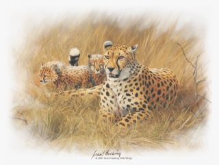 Wildlife Cheetah Family Youth T Shirt #6712714