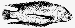 This Free Icons Png Design Of Fish From Lake Tanganyika #6719665