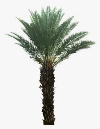 Png Trees For Photoshop #6724493 Png Trees For Photoshop #6724493