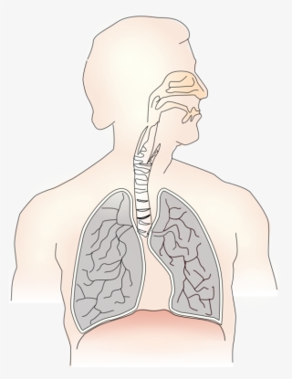 Inhalation Lung Exhalation Respiratory System Trachea #6733790