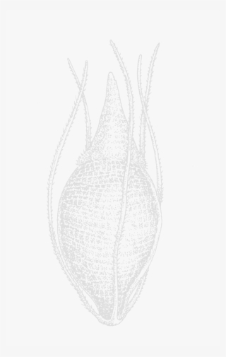Rhynchospora Fusca Ef 123 #6735022