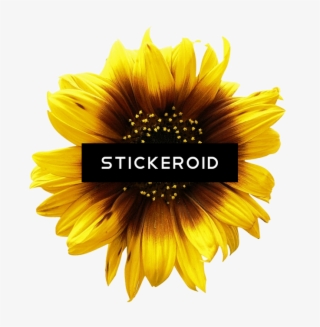 Sunflower #6739148