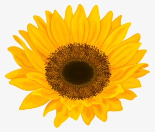 Sun Flower Png #6739429