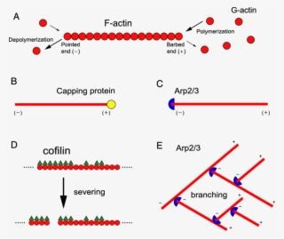 Filamentous Actin (f Actin) Is A Polar Polymer Consisting #6739786