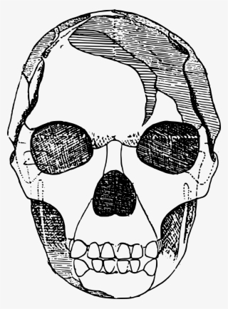 This Free Icons Png Design Of Basic Skull #6751050