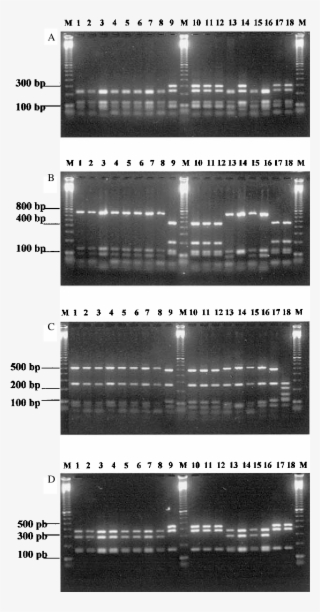 Pcr Rflp Of The 16s 23s Rdna Spacer Regions Digested #6760308