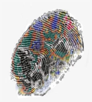 Giant Eagle Buckeye #6763719