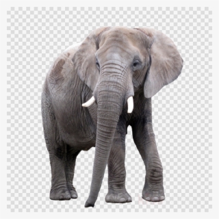 Medieval Door Texture Clipart Texture Mapping Zbrush #6765212