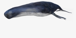 Whale 3d Model #6765342