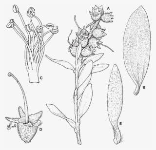 Branchlet With Young Infructescence ×3 #6765466