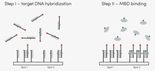 This Year, Ucsd Igem Team Has Successfully Built Upon #6783070