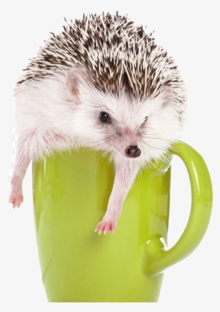Hedgehog Png #6791034