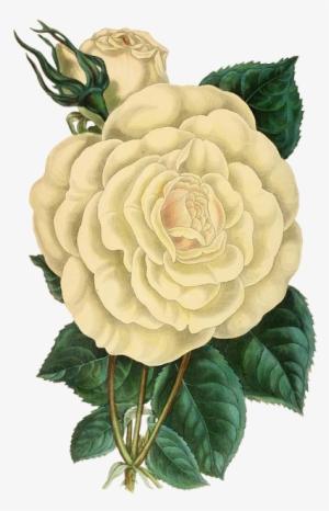 Be Not Afraid Of The Unthinkiable Within You - Botanical White Rose Png #680205