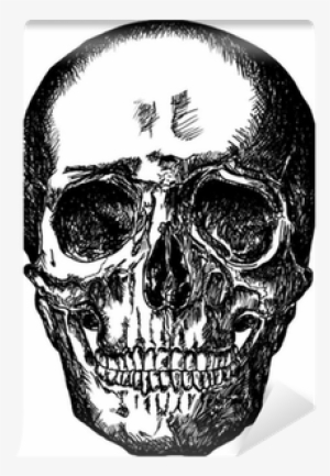 Transparent Library Cursory On White Background Wall - Drawing #681203