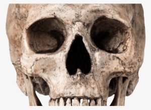 Download Skull Free Png Photo Images And Clipart Freepngimg - Sonu Rajput Editing Background Png #681261