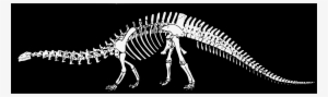 This Free Icons Png Design Of Dinosaur Bones #681409