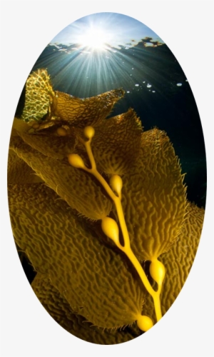 Introduction - Seaweed #681919