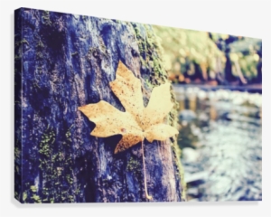 Maple Leaf On The Tree With River And Forest Background #682128 Maple Leaf On The Tree With River And Forest Background #682128