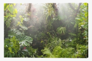 Tropical Forest Background #682314