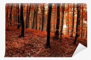 Forest #682914